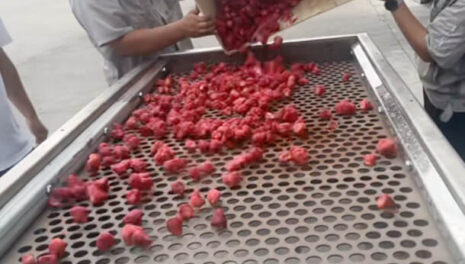 Linear Vibrating Screen For Freeze-dried Strawberry